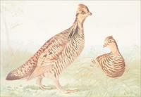 5085322: Alexander Pope Jr. (American, 1849-1924), Game Birds, Lithograph EL2QO