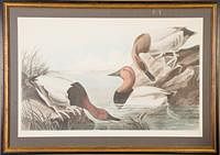 5085260: After John James Audubon (American, 1785-1851),
 Canvas Back Duck, Chromolithograph, c. 1930-40 EL2QO