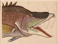 5394030: Mark Catesby (British, 1683-1749), The Great Hog
 Fish, Hand-Colored Etching EE7RDO