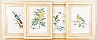 5241299: Four Prints of Parrots, Hand-Colored Engravings EL4QO
