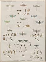 5226955: Zoologie, Nevropteres, Libellules, Ephemeres, Nemopteres,
 Stipple Engraving EL4QO
