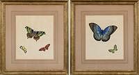 5227048: Two Watercolors of Butterflies EL4QL