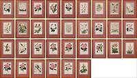 5226987: Group of 32 Botanical Prints, Some Hand-Colored Engravings EL4QO
