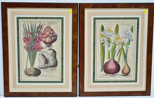 Pair of 17th Century Botanical Engravings
