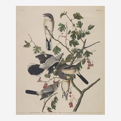 [Prints] Audubon, John James Great American Shrike or Butcher Bird