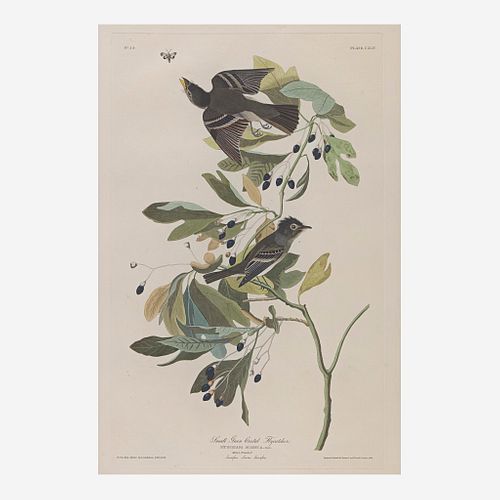 [Prints] Audubon, John James Small Green Crested Fly Catcher