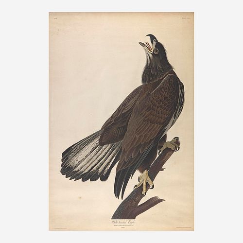 [Prints] Audubon, John James White-headed Eagle