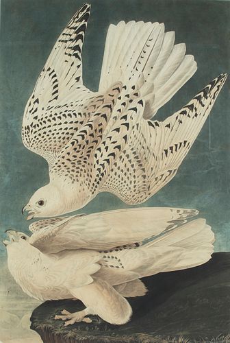 John James Audubon (1785-1851), Iceland, or Jer Falcon