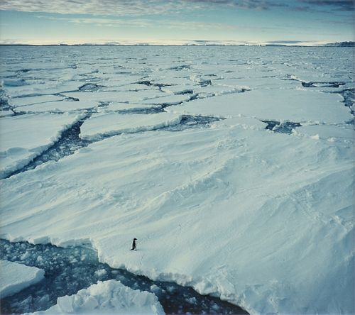 attributed to GREGORY G. DIMIJIAN, M.D. (American 1935-2017) A PHOTOGRAPH, "Lone Adelie Penguin on Pack Ice, Terre Adelie," ANTARCTICA, 1981,
