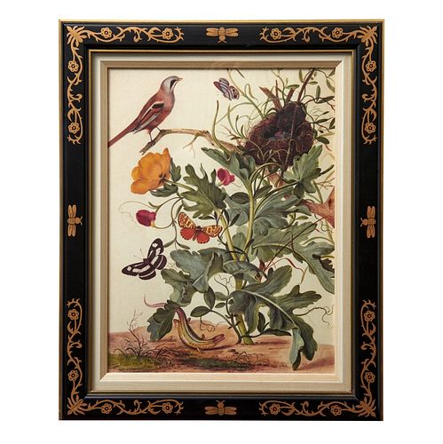polychromed botanical prints ( fauna and flora)