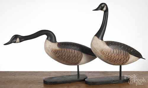 Two carved and painted Canada geese, by Frank O'Brien, 17'' h. and 25'' h.