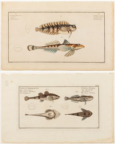 Ludwig Schmidt Two Hand-Colored Fish Etchings