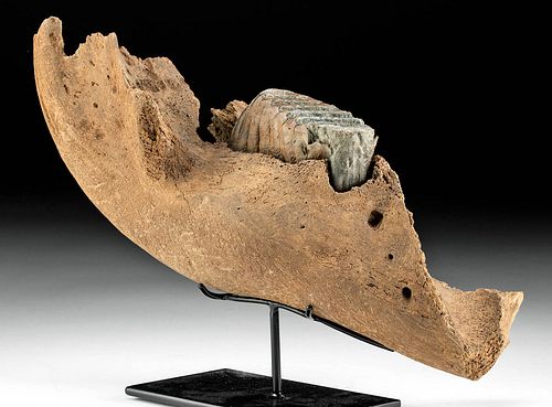 Fossilized Siberian Juvenile Mammoth Mandible & Molar
