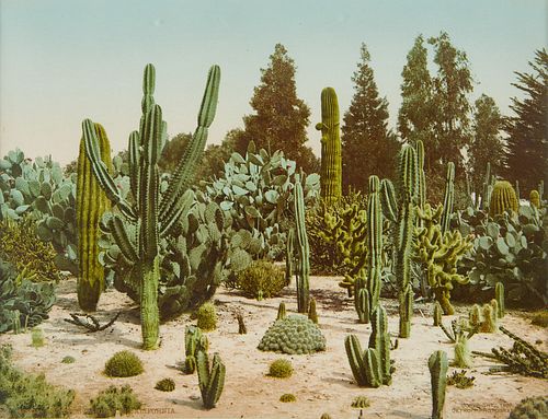 William H. Jackson/Detroit Photo Co. Cactus Garden