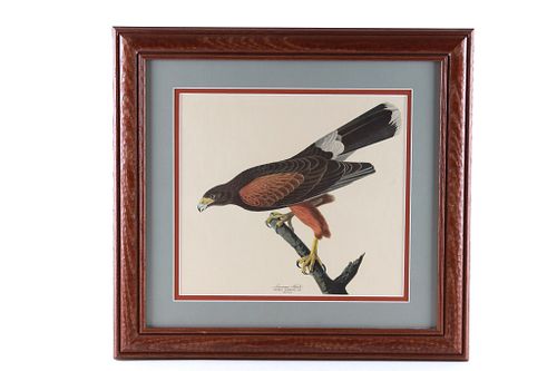 J.J. Audubon Louisiana Hawk 1837 Lithograph