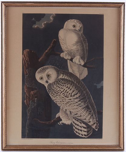 1831 J. Audubon Snowy Owl Lithograph Plate 121