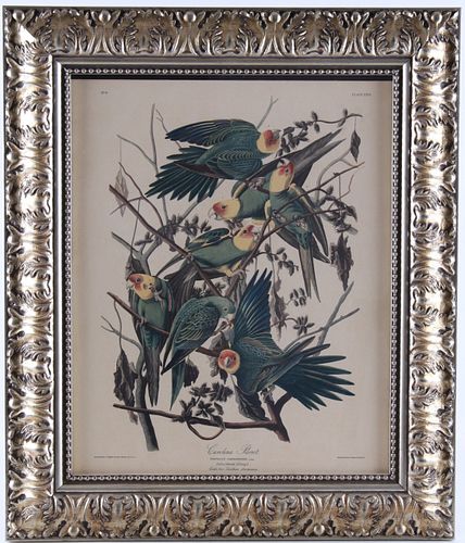 J. Audubon Carolina Parrot Plate 26 Lithograph