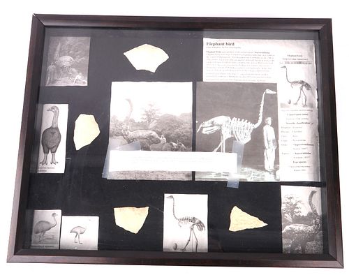 Display Of Elephant Bird Shells From Madagascar