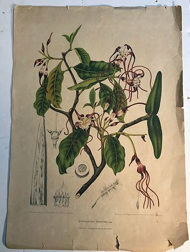 Floral antique Print & Bird Print