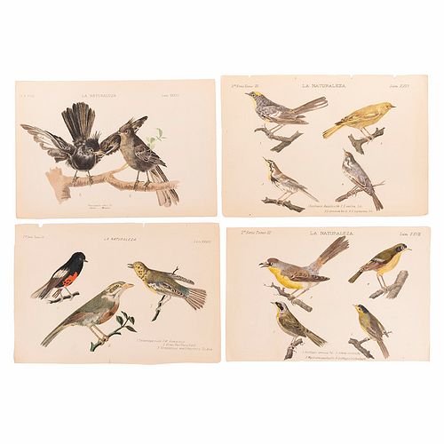 Velasco, José María. Pájaros - La Naturaleza, 2ª Serie Tomo III. México: ca. 1873. Litografías coloreadas, 22.5 x 33 cm. Piezas: 4.