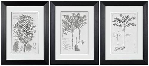 Three Framed Botanical Engravings, Palms