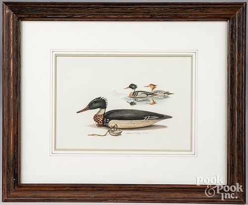 James P. Fisher watercolor of a merganser