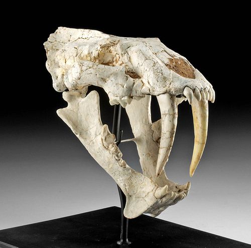 Rare Fossilized Megantereon Sabretooth Cat Skull
