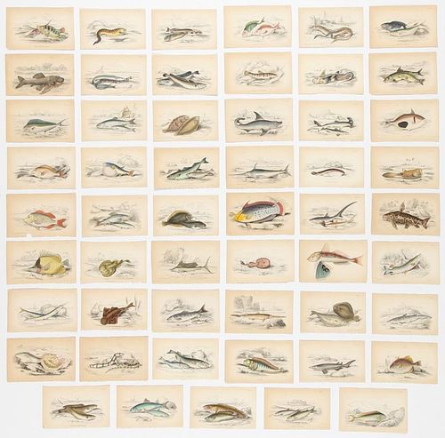 53 Hand-colored Animal Theme Book Plates
