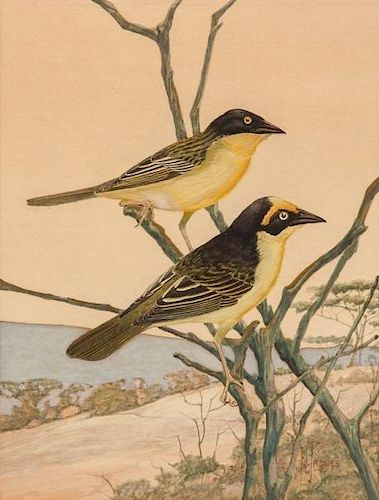 Francis Lee Jaques (1887-1969) Two Orioles