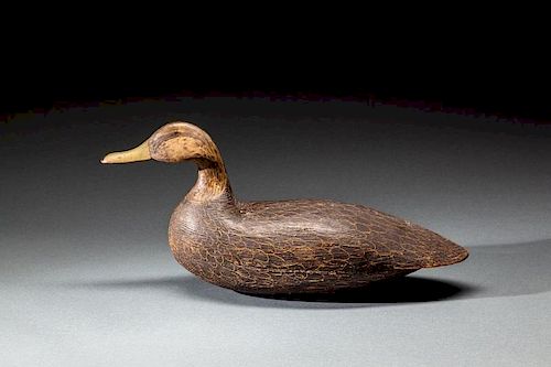 High-Head Swimming Black Duck by Gideon Lippincott (1817-1889)