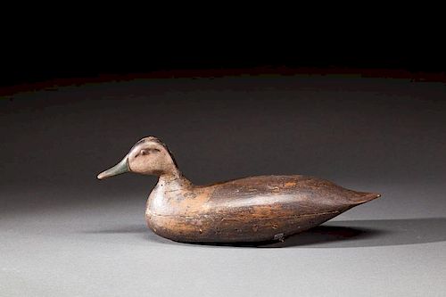 Swimming Black Duck by Harry M. Shourds (1890-1943)