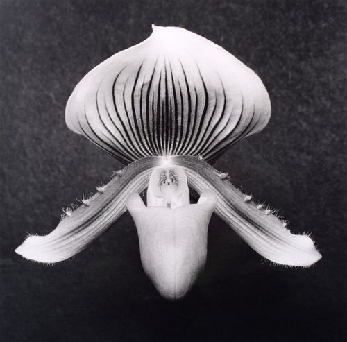 Robert Mapplethorpe "Orchid" Gelatin Silver Print, COA