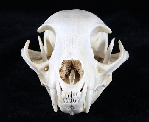 Montana Taken Trophy Bobcat Skull