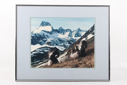 Montana Big Horn Sheep Framed Photograph