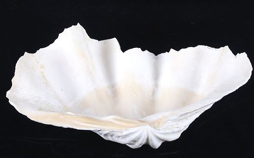 Large China Clam Seashell Half
