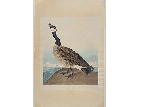 John James Audubon (1785-1851), Hutchins Barnacle Goose, R. Havell 1836.