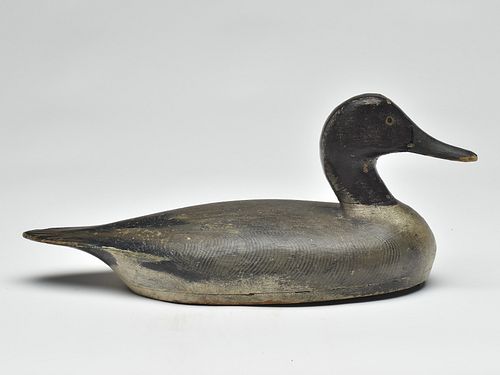Rare and early pintail drake, Phineas Reeves, Long Point, Ontario, last quarter 19th century.