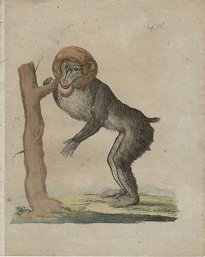 Antique 18th Cent. Baboon/ Monkey Hand Colored Engraving Print
