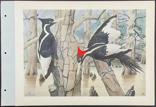 Brasher - Ivorybill Woodpecker. 392