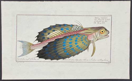 Bloch, Folio - Flying Fish. 351