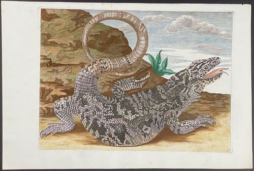 Merian, Folio - Lizard. 70