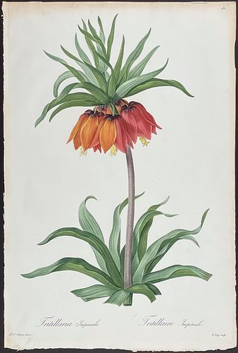 Redoute, Folio - Crown Imperial Lily - Fritillaria Imperialis