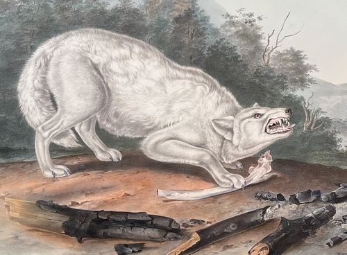 Audubon, Imperial Folio - White American Wolf