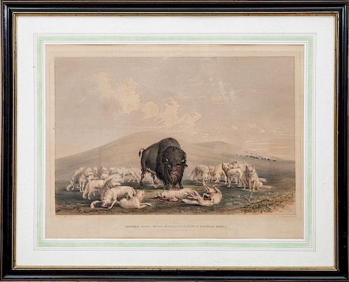 George Catlin (1796-1872): Buffalo Hunt, White Wolves Attacking a Buffalo Bull, from Catlin's North American Indian Portfolio