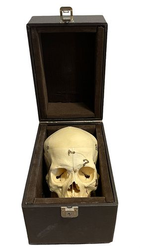 Large Medical Skull in case 