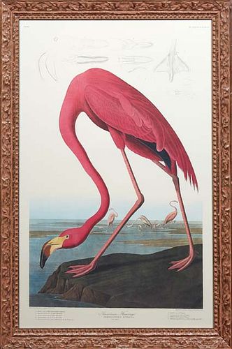 John James Audubon (1785-1851, Haitian/American), "American Flamingo," No. 87, Plate 431, Princeton edition, presented in a polychromed frame, H.- 38 