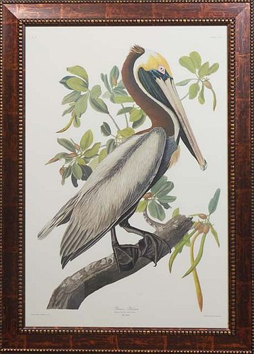 John James Audubon (1785-1851, Haitian/American)), "Brown Pelican," No. 51, Plate 251, Princeton Edition, presented in a polychrome frame, H.- 39 in.,