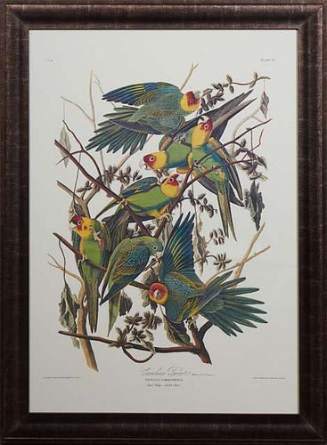 John James Audubon (1785-1851, Haitian/American), "Carolina Parrot," No. 6, Plate 26, Princeton edition, presented in a polychrome frame, H.- 36 1/2 i