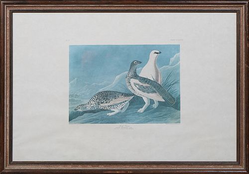 John James Audubon (American, 1785-1851), "Rock Grous," No. 74, Plate 368, Princeton edition, presented in a wood frame, H.- 26 in., W.- 39 in., Frame