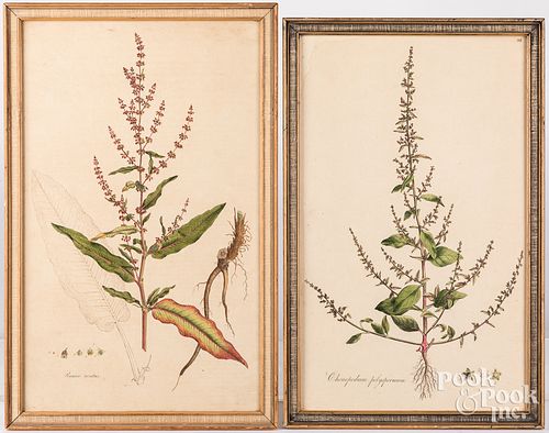 Two botanical engravings
